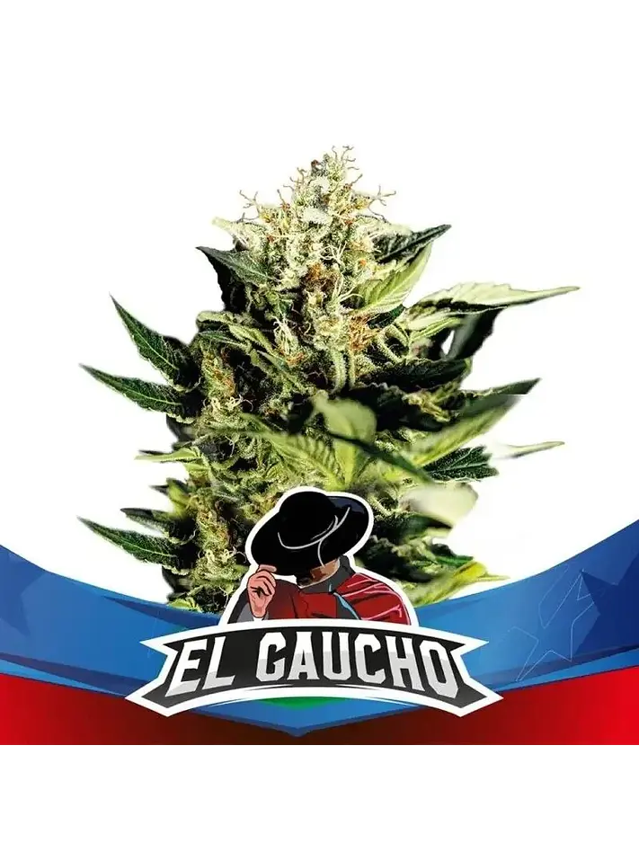 El Gaucho Faster Sp -Bsf (X4/X2) 2