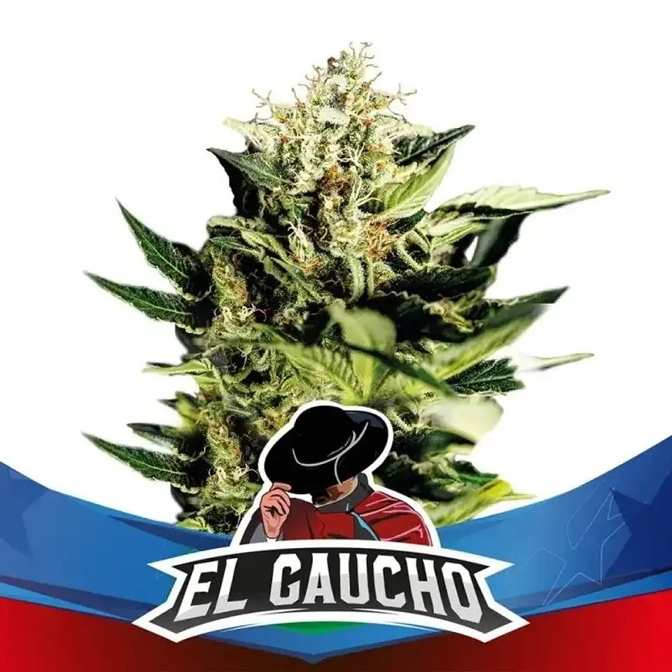 El Gaucho Faster Sp -Bsf (X4/X2) 2