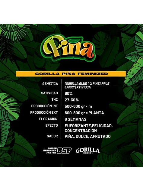 Gorilla Piña Fem -Bsf (X12/X4/X2) 3