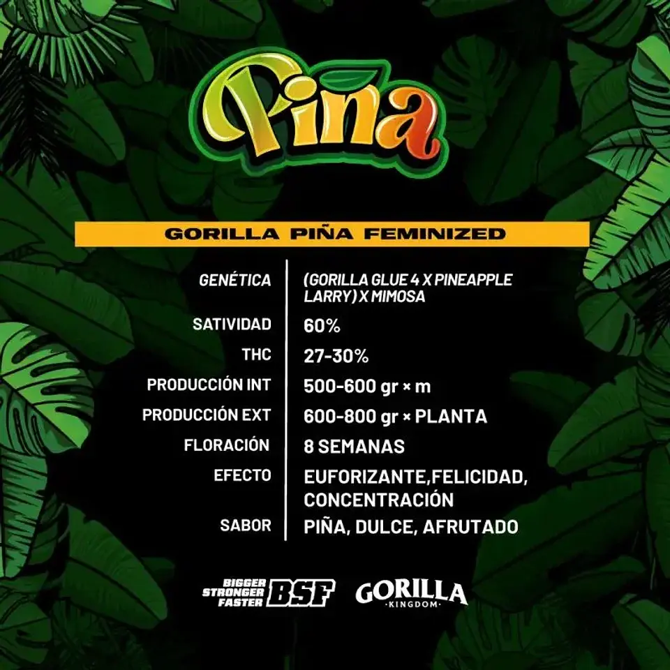 Gorilla Piña Fem -Bsf (X100/X12/X4/X2) 3