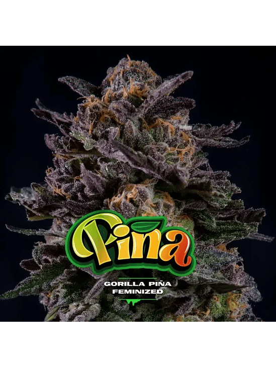 Gorilla Piña Fem X12-Bsf 4