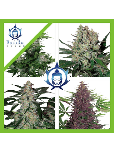 Assorted Auto X50-Buddha Seeds 2
