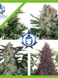 Assorted Auto X50-Buddha Seeds - Miniatura 2