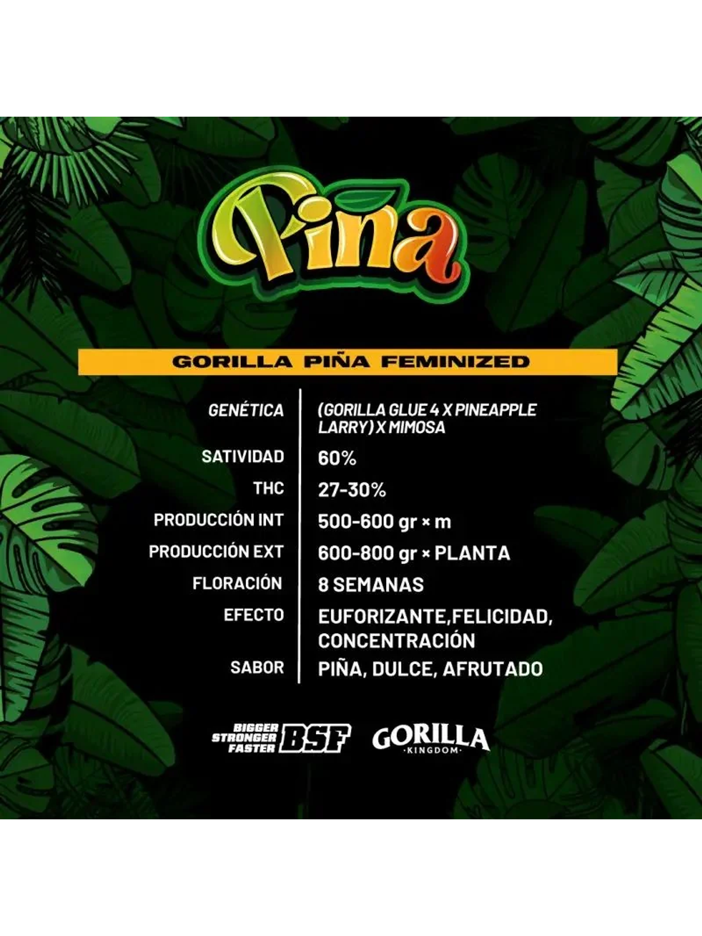 Gorilla Piña Fem (X12/X2/X4)-Bsf 6