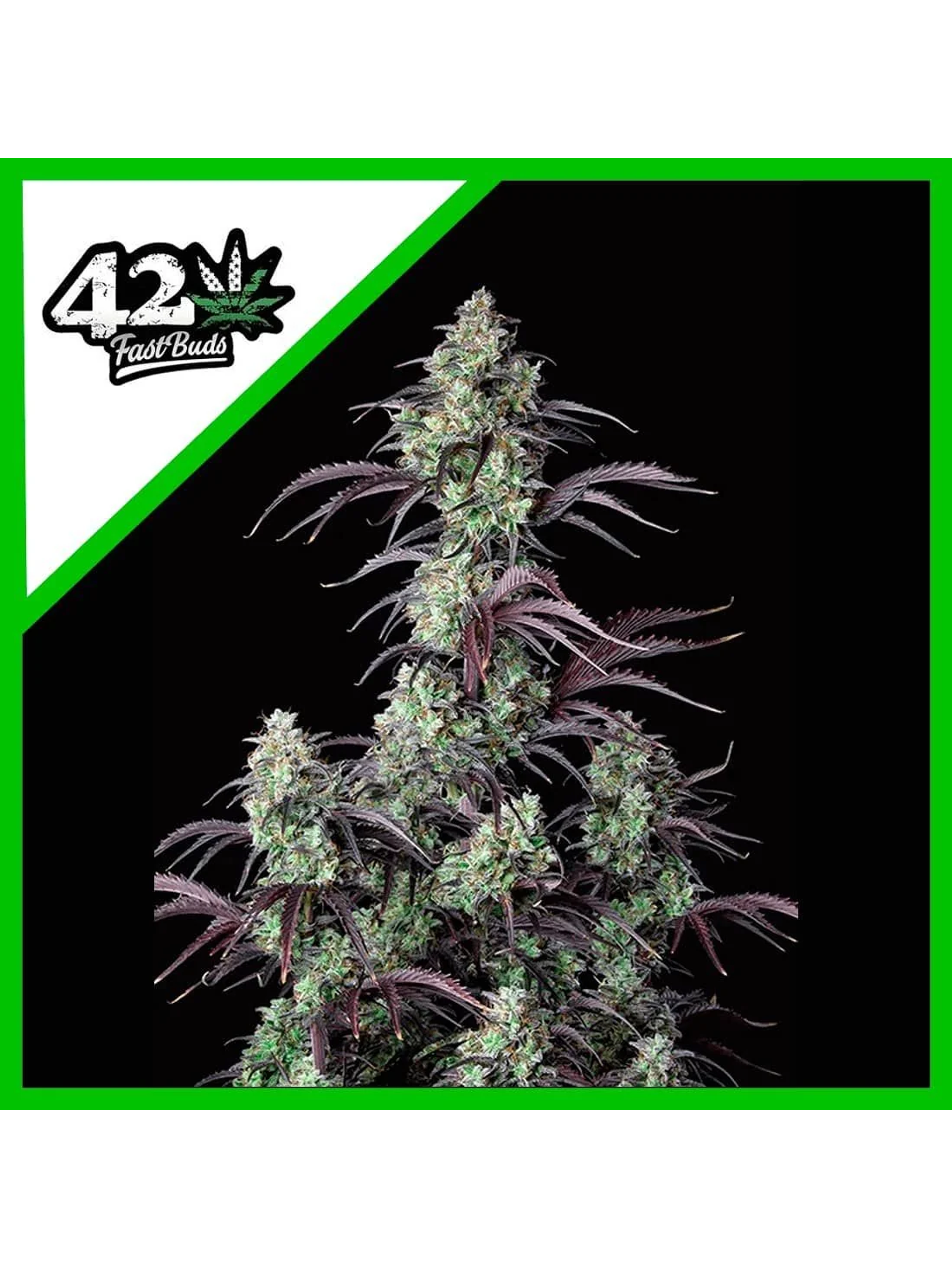 Mimosa Cake Auto -Fast Buds (X3/X1) 3