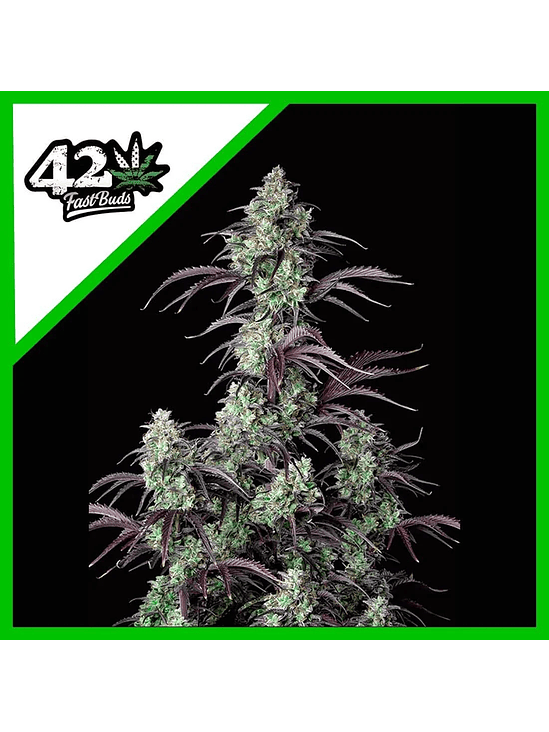 Mimosa Cake Auto X3-Fast Buds 3