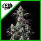 Mimosa Cake Auto -Fast Buds (X3/X1) - Miniatura 3