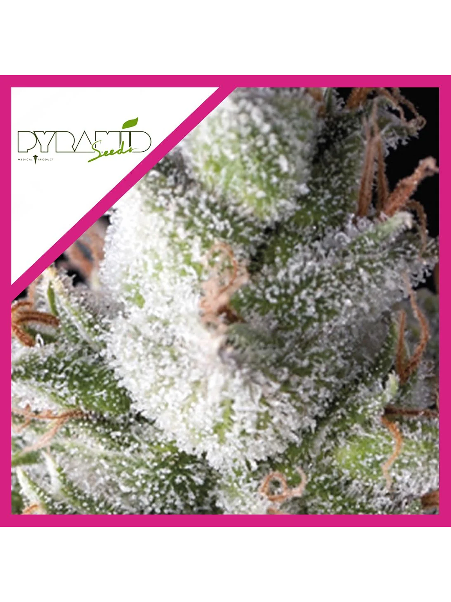 Ramses Fem -Pyramid Seeds (X5+2/X3/X3+1) 3