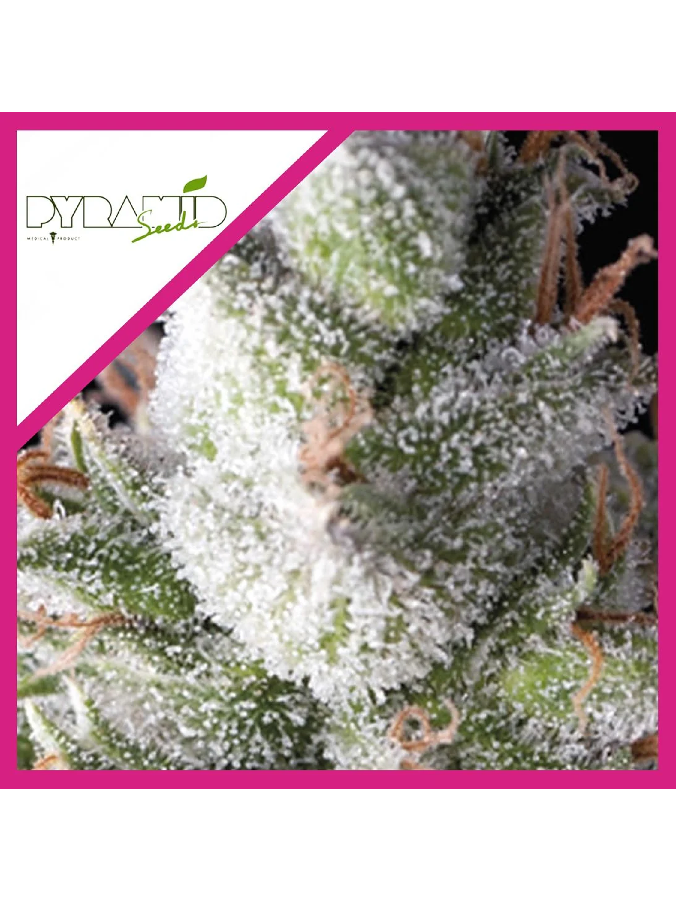 Ramses Fem -Pyramid Seeds (X5+2/X3/X3+1) 3