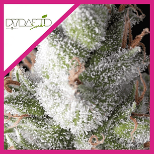 Ramses  Fem X5+2-Pyramid Seeds