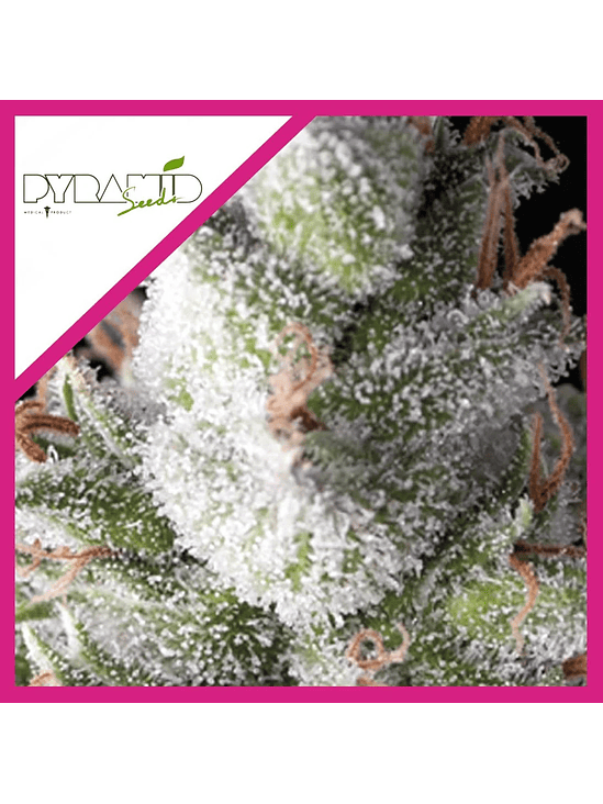 Ramses  Fem (x3+1 / X5+2)-Pyramid Seeds 3