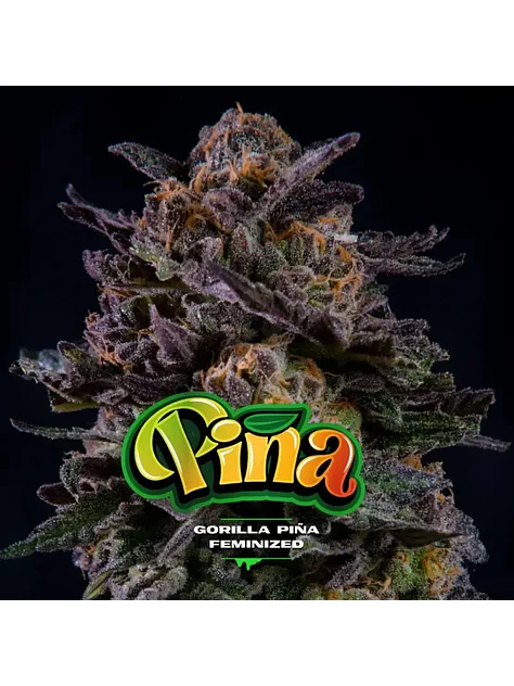 Gorilla Piña Fem -Bsf (X12/X4/X2) 5