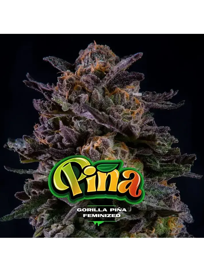 Gorilla Piña Fem -Bsf (X12/X4/X2) 5
