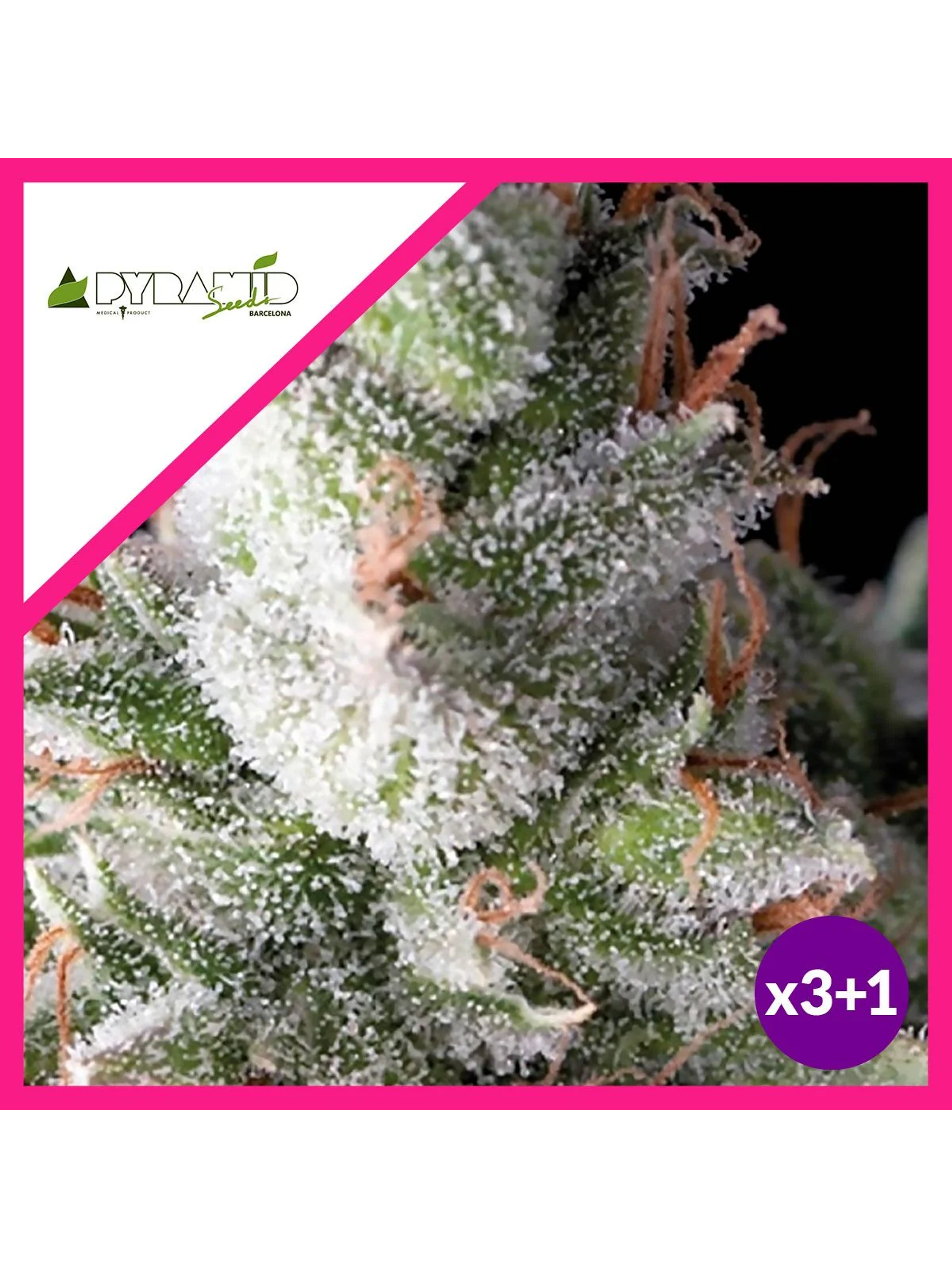 Ramses Fem -Pyramid Seeds (X5+2/X3/X3+1) 1