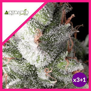 Ramses  Fem (x3+1 / X5+2)-Pyramid Seeds