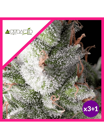 Ramses  Fem (x3+1 / X5+2)-Pyramid Seeds 1