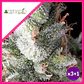 Ramses Fem -Pyramid Seeds (X5+2/X3/X3+1) - Miniatura 1