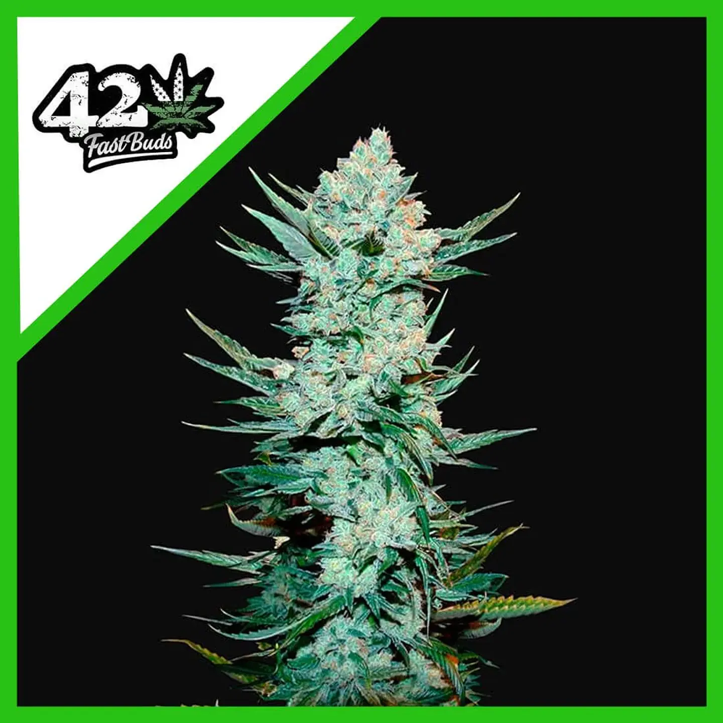 Tangie Matic Auto -Fast Buds (X5/X3/X1) 2