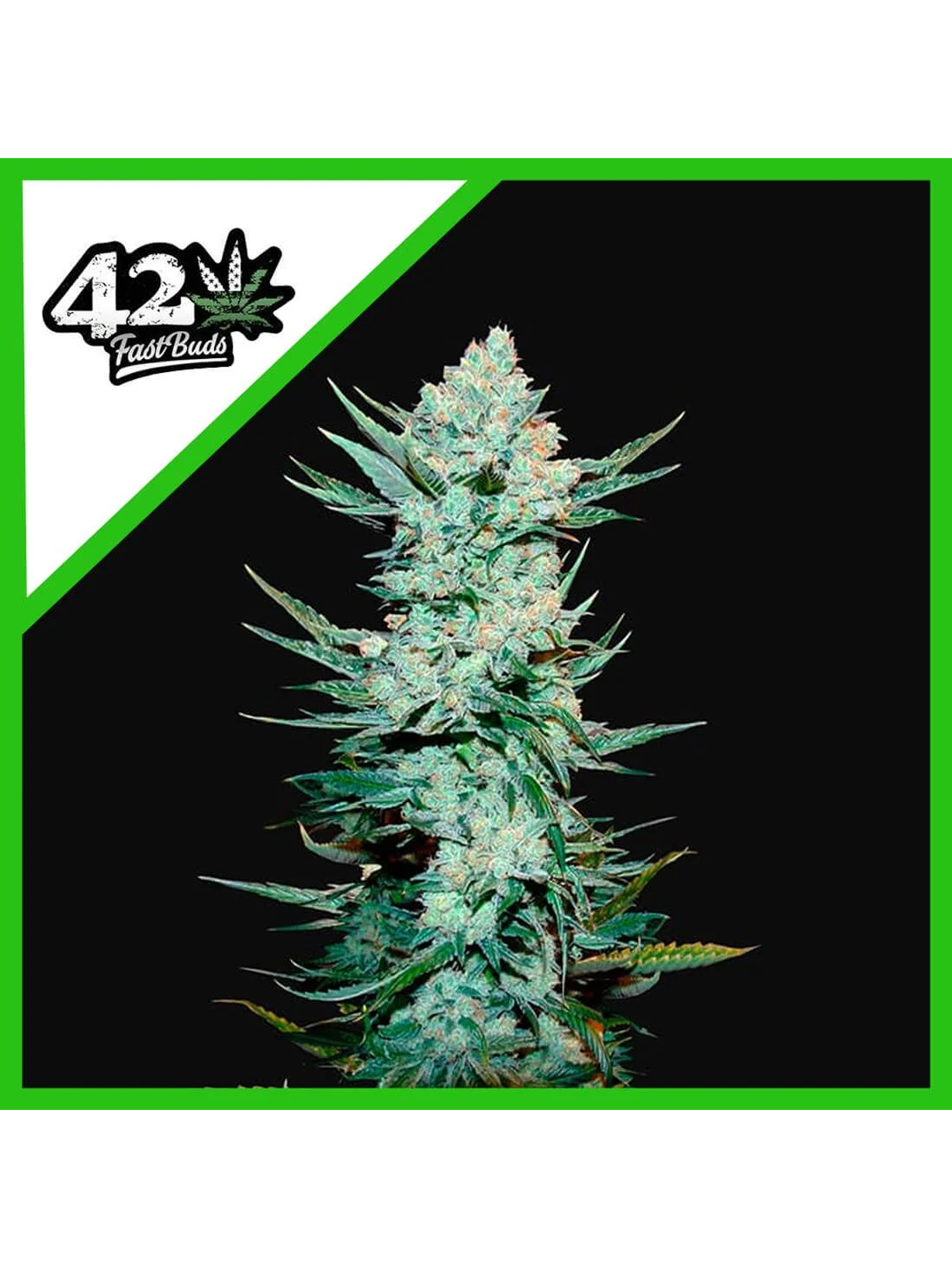 Tangie Matic Auto -Fast Buds (X5/X3/X1) 4