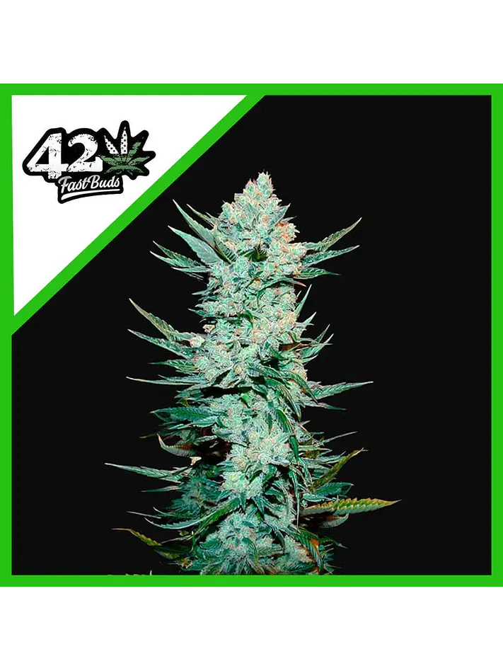 Tangie Matic Auto -Fast Buds (X5/X3/X1) 3