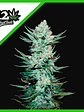 Tangie Matic Auto X5-Fast Buds - Miniatura 3
