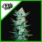 Tangie Matic Auto -Fast Buds (X5/X3/X1) - Miniatura 3