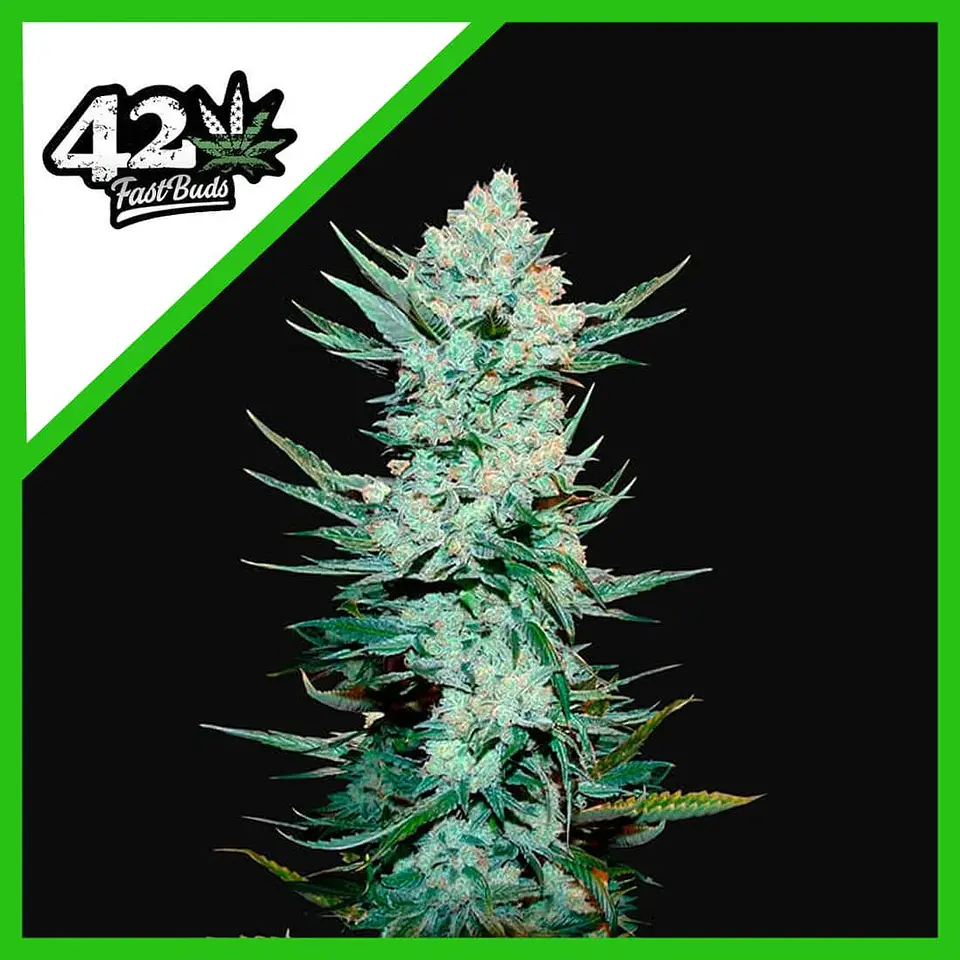 Tangie Matic Auto -Fast Buds (X5/X3/X1) 3