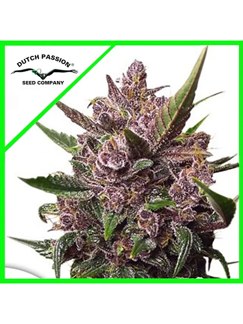 Blackberry Kush Auto -Dutch Passion (X25/X7/X3+1) 2