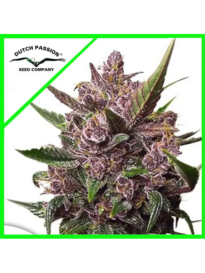 Blackberry Kush Auto -Dutch Passion (X25/X7/X3+1) 2