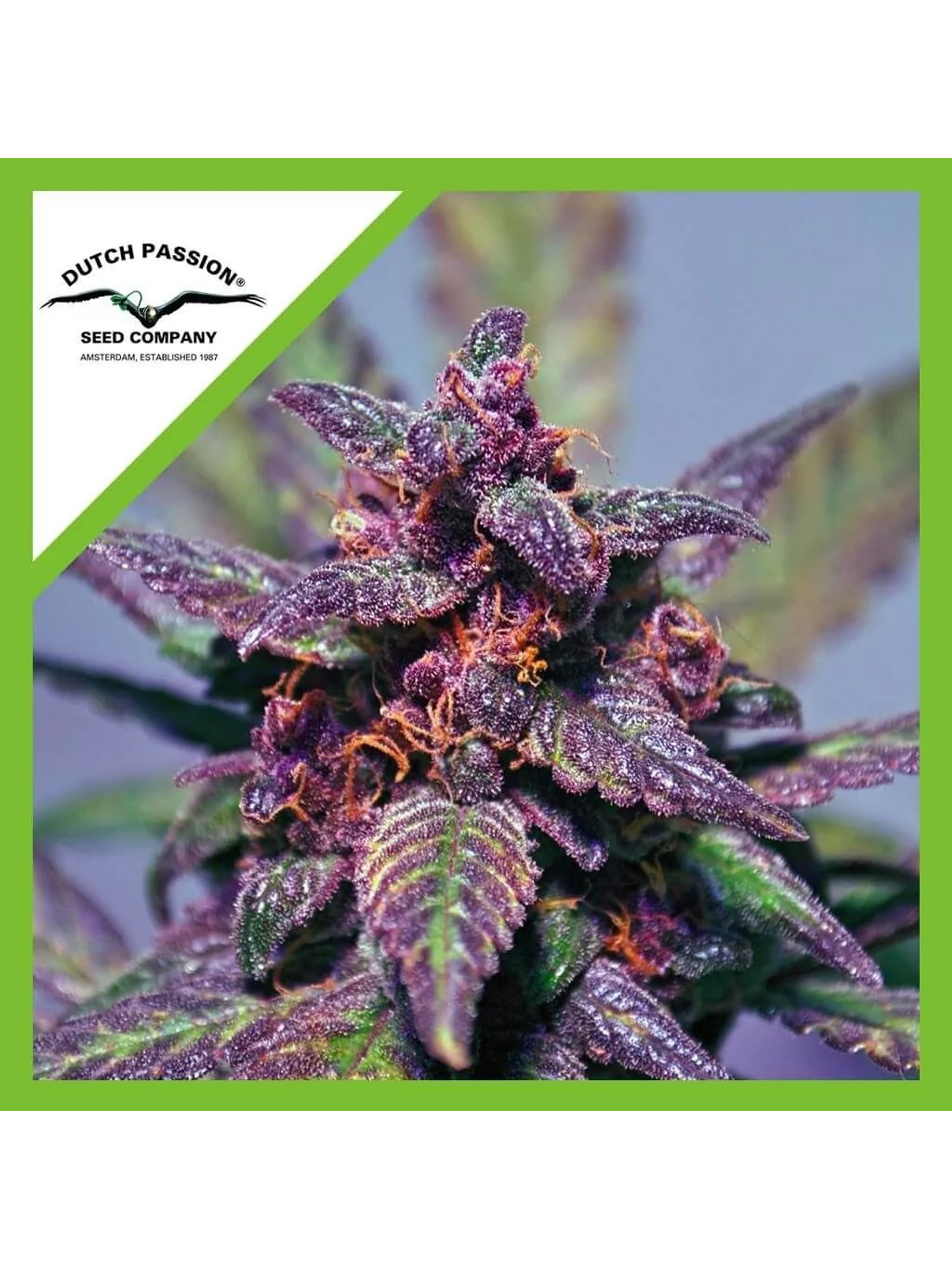 Blackberry Kush Auto -Dutch Passion (X25/X7/X3+1) 5