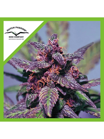 Blackberry Kush Auto X25-Dutch Passion 4