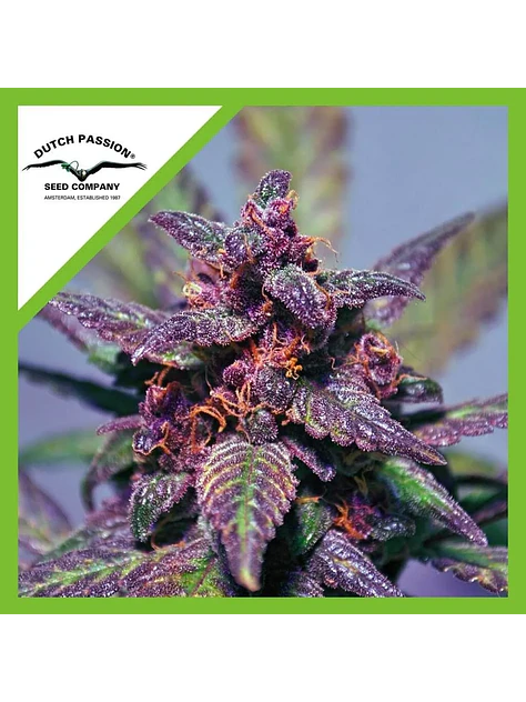 Blackberry Kush Auto -Dutch Passion (X25/X7/X3+1) 5