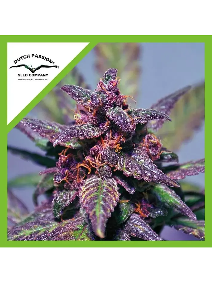 Blackberry Kush Auto -Dutch Passion (X25/X7/X3+1) 5