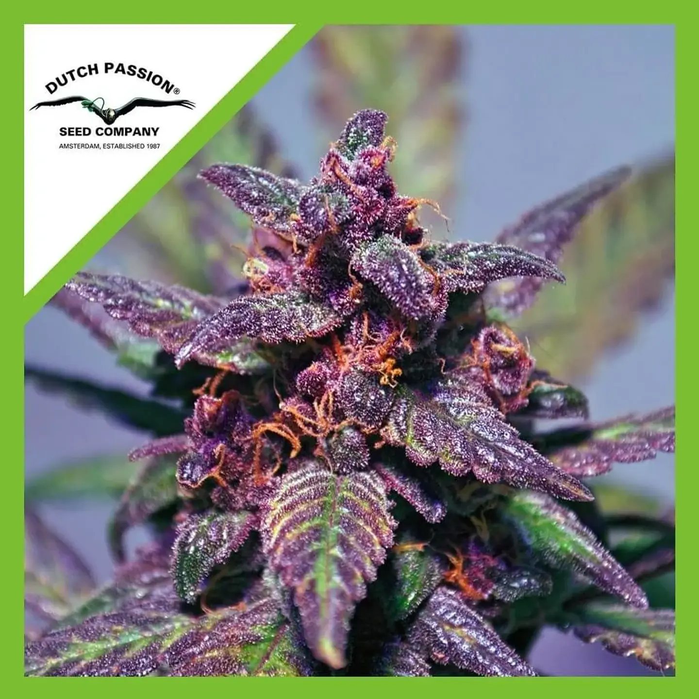 Blackberry Kush Auto -Dutch Passion (X25/X7/X3+1) 5