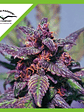Blackberry Kush Auto X25-Dutch Passion - Miniatura 4