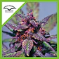 Blackberry Kush Auto -Dutch Passion (X25/X7/X3+1) - Miniatura 5