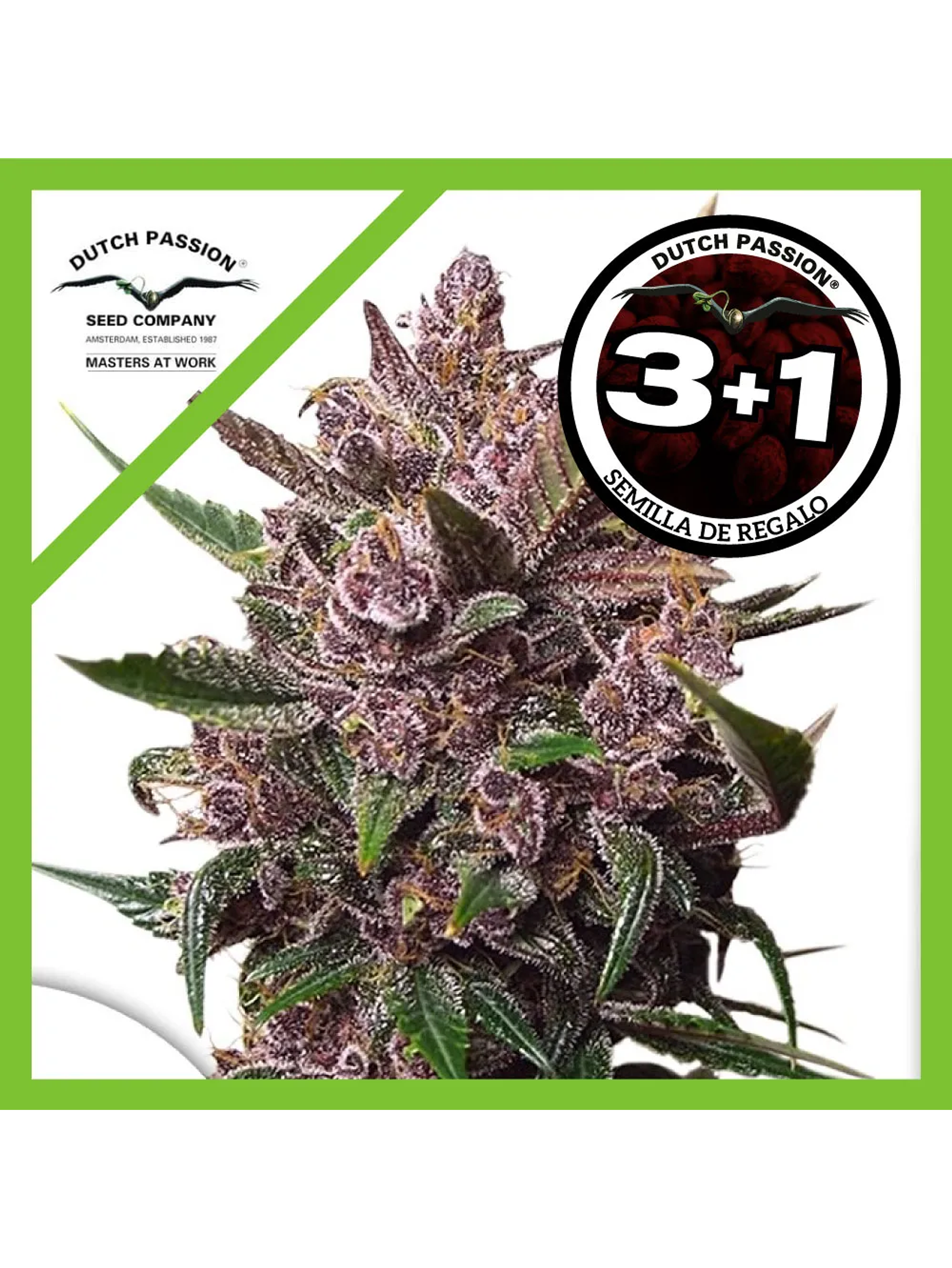 Blackberry Kush Auto -Dutch Passion (X25/X7/X3+1) 1