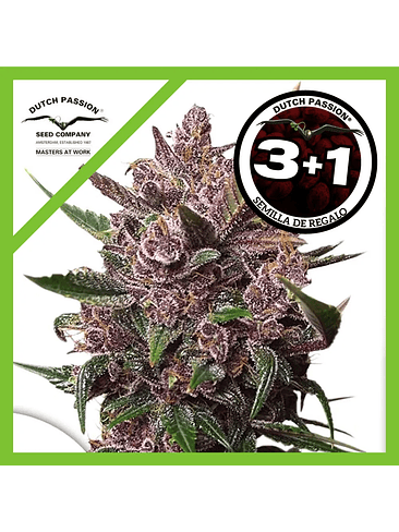 Blackberry Kush Auto X25-Dutch Passion 5