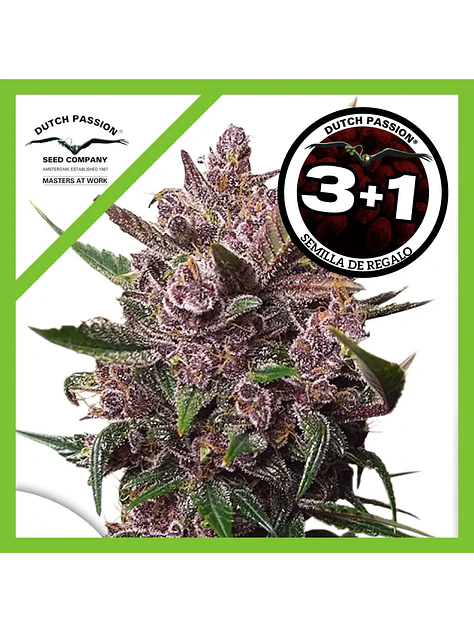 Blackberry Kush Auto -Dutch Passion (X25/X7/X3+1) 1