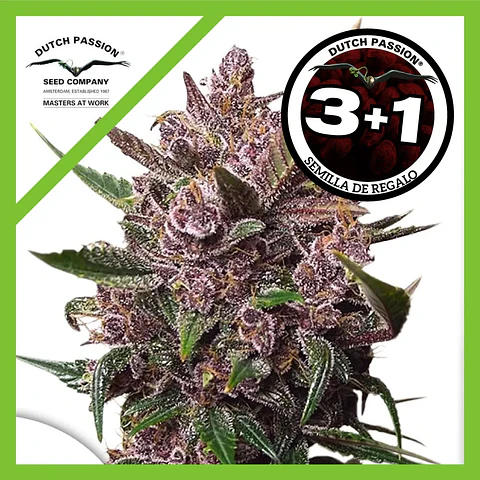 Blackberry Kush Auto -Dutch Passion (X25/X7/X3+1)