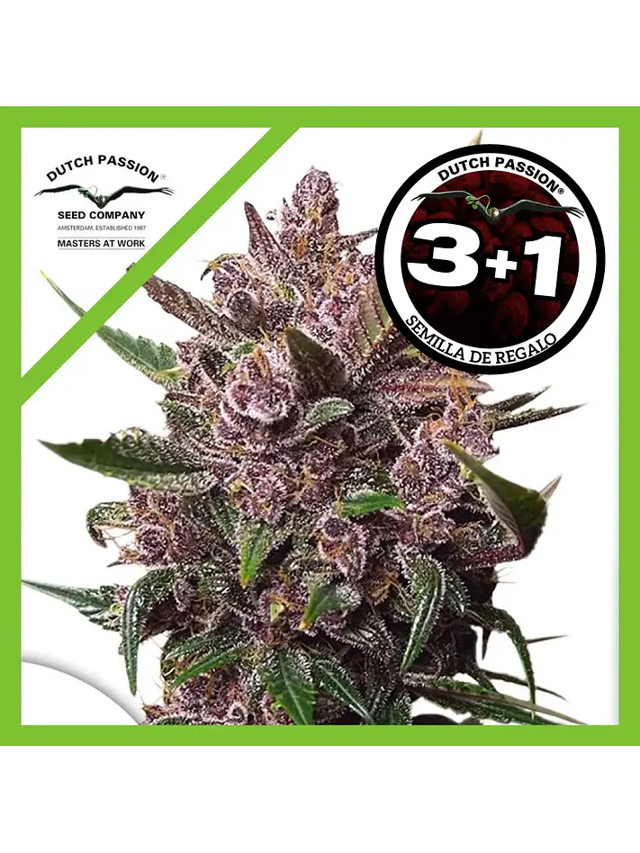 Blackberry Kush Auto -Dutch Passion (X25/X7/X3+1) 1