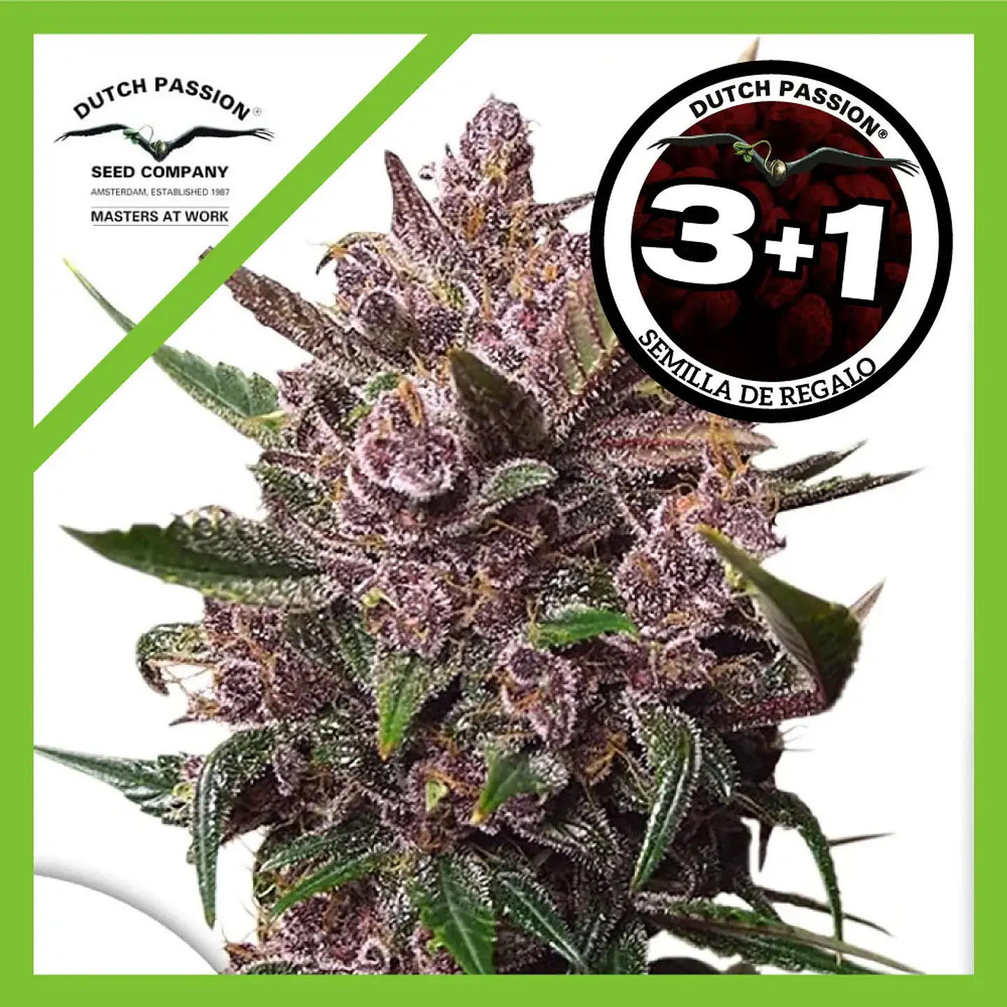 Blackberry Kush Auto -Dutch Passion (X25/X7/X3+1) 1