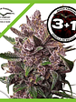 Blackberry Kush Auto X25-Dutch Passion - Miniatura 5