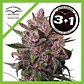 Blackberry Kush Auto -Dutch Passion (X25/X7/X3+1) - Miniatura 1