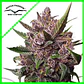 Blackberry Kush Auto -Dutch Passion (X25/X7/X3+1) - Miniatura 3