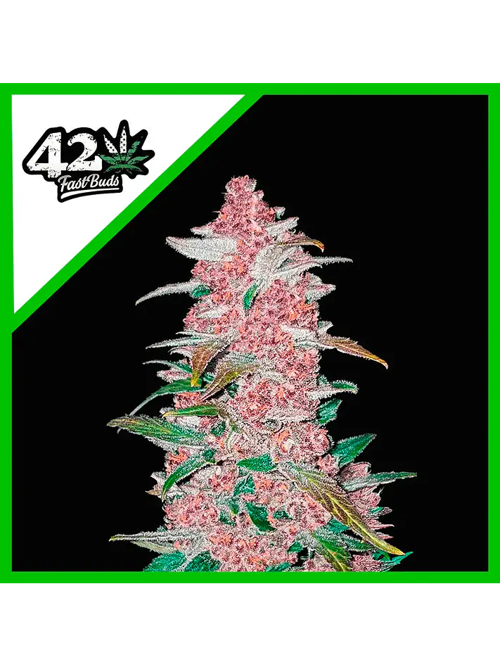 Blackberry Auto -Fast Buds (X5/X3/X1) 3