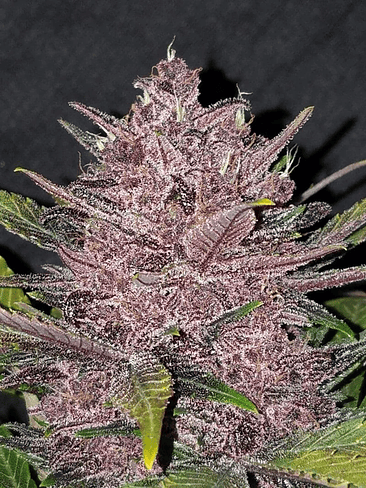 Blackberry Auto X5-Fast Buds 4