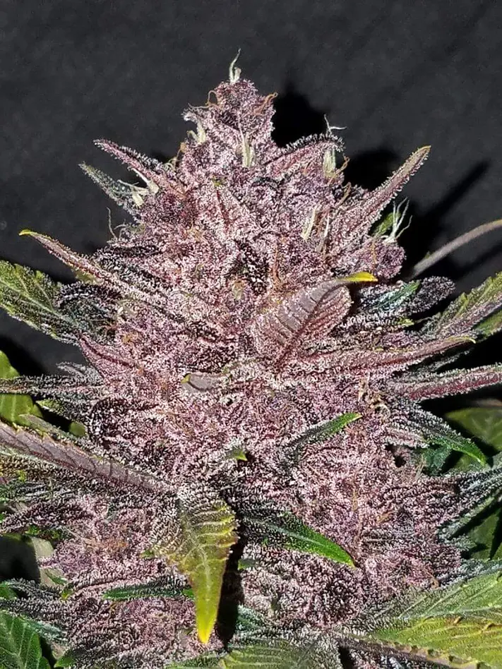Blackberry Auto -Fast Buds (X5/X3/X1) 4