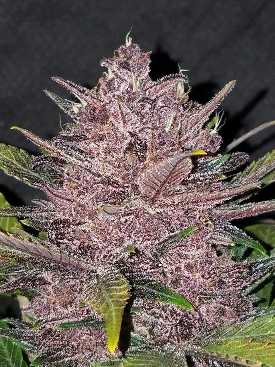 Blackberry Auto -Fast Buds (X5/X3/X1) 4