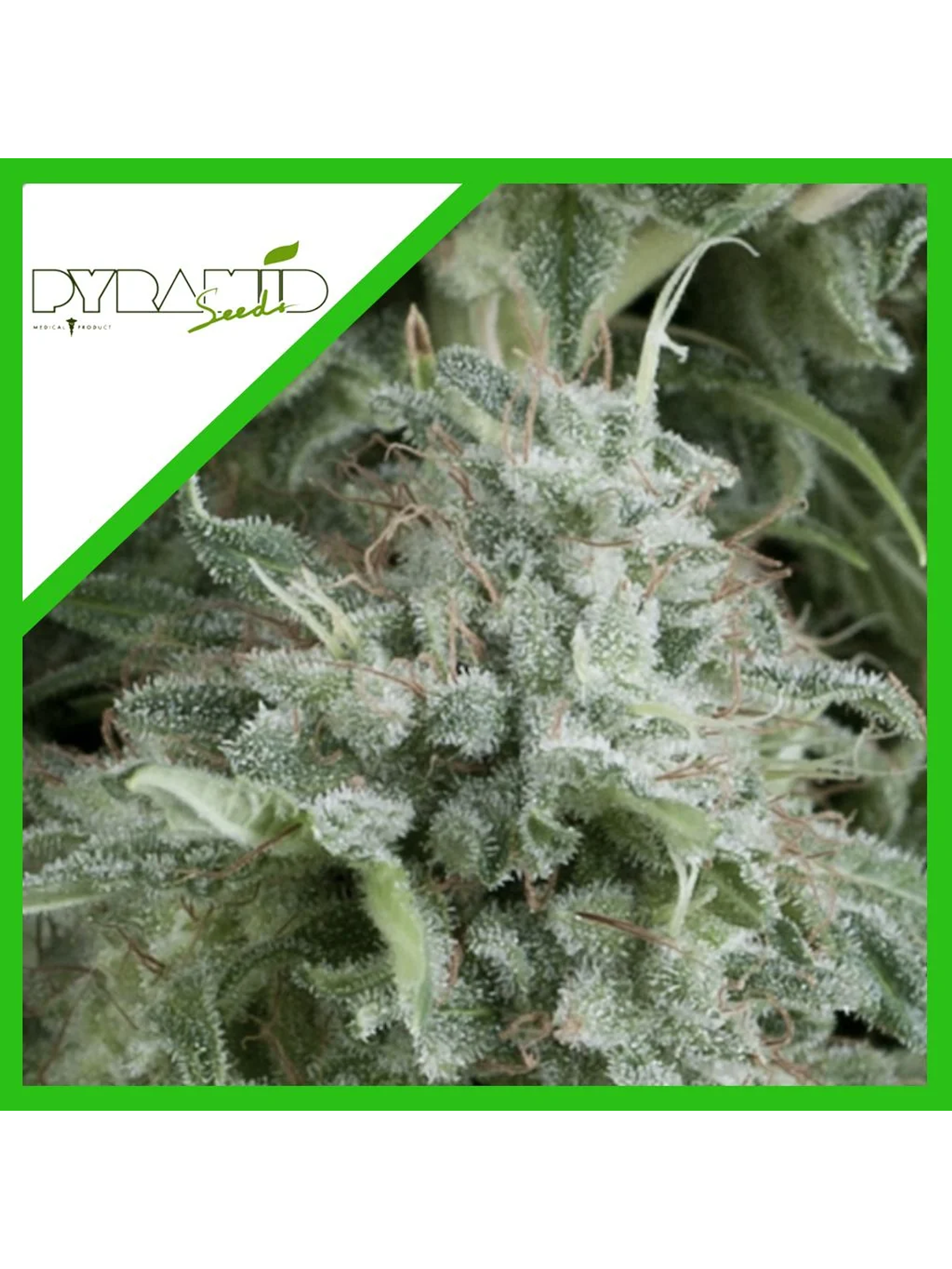 Anubis Auto -Pyramid Seeds (X5+2/X3+1) 2